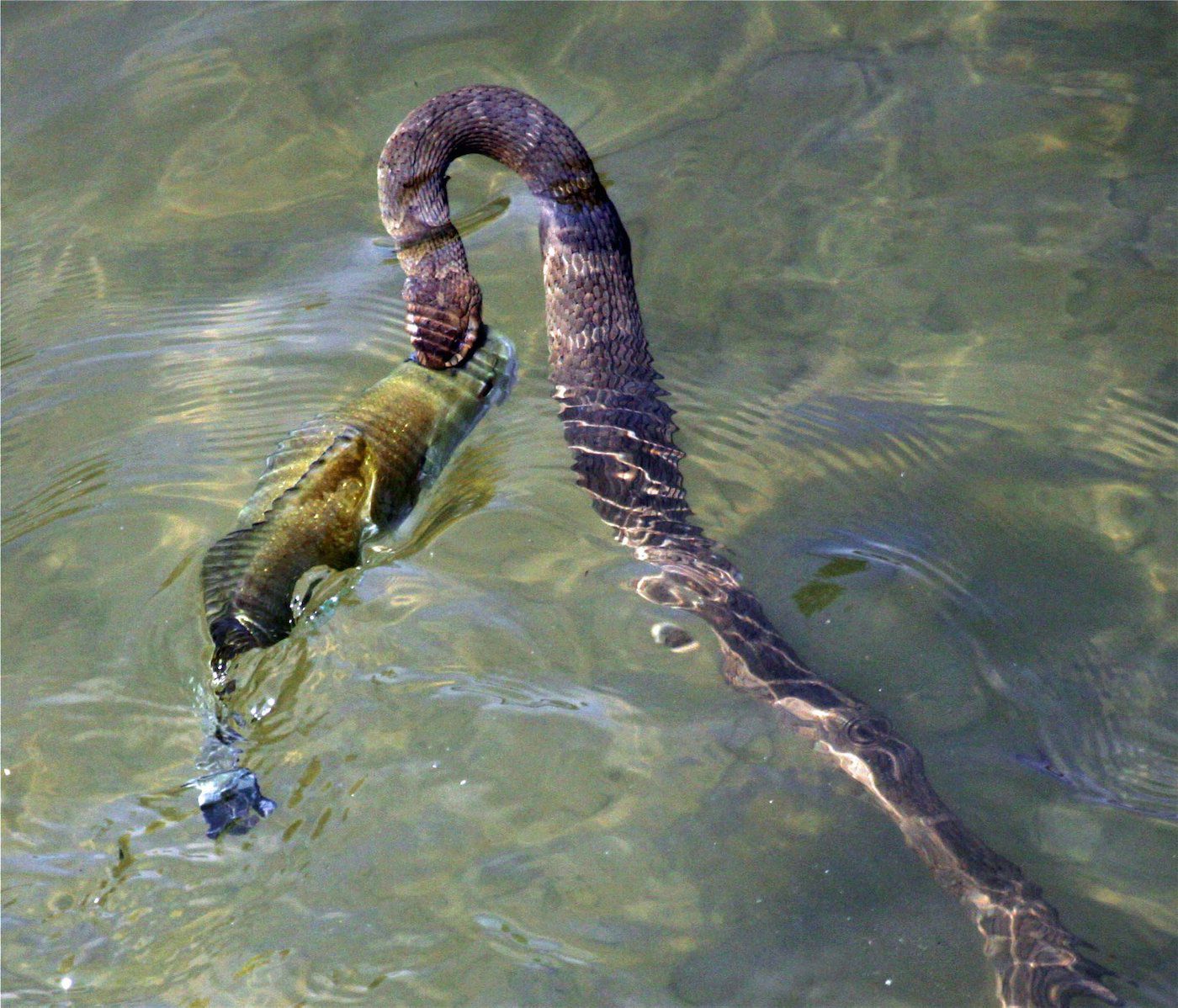 snake 6.jpg